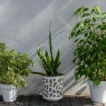 Jaga Rumah Bebas Hama dengan 7 Tanaman Aromatik Ini!