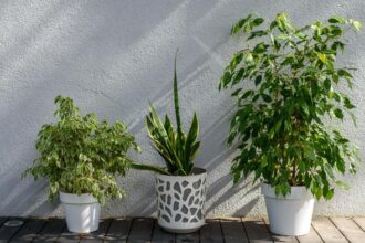 Jaga Rumah Bebas Hama dengan 7 Tanaman Aromatik Ini!
