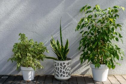 Jaga Rumah Bebas Hama dengan 7 Tanaman Aromatik Ini!