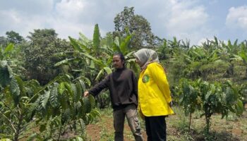 Kopi Sintok Garut: Transformasi 'Drip Bag' dan Semangat Konservasi dari Lereng Perbukitan