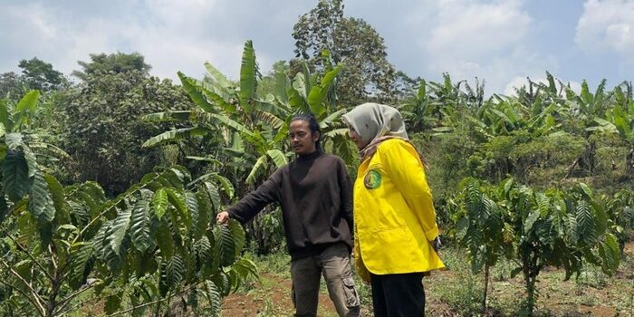 Kopi Sintok Garut: Transformasi 'Drip Bag' dan Semangat Konservasi dari Lereng Perbukitan